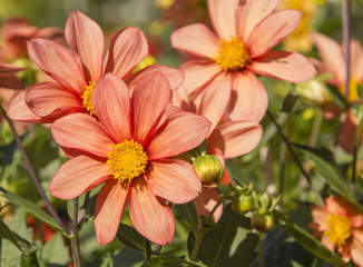 Cosmos flowers (Cosmos Bipinnatus) in the garden