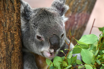 koala