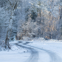 Allee im Winter