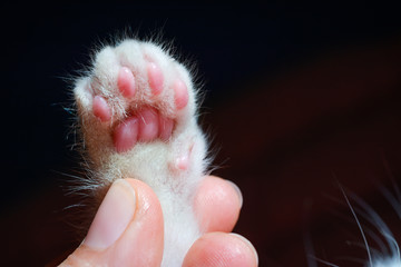white kitten's paw in the hand of her owner