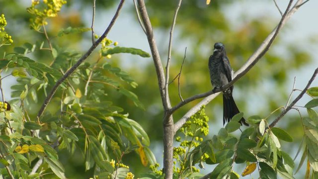 black drongo bird is cleaning its wings and resting on the tree branch
