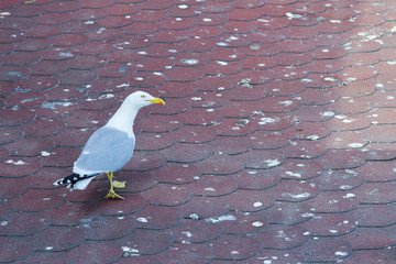 Seagull on red tiled  dung-spattered roof