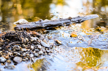 small branch lying in a puddle