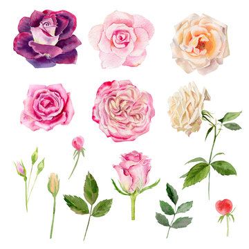 Set of watecolor roses clipart