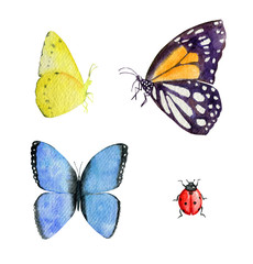 Set of watecolor butterflies and ladybug
