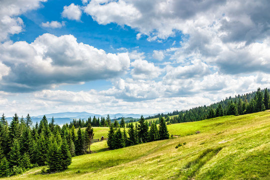 Fototapeta spruce forest on a  mountain hill side