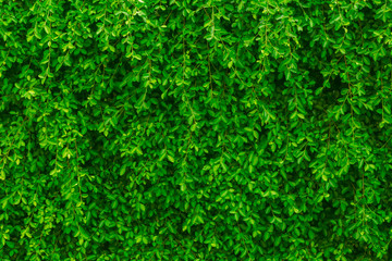 Green leaf wall