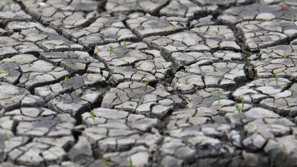 earth
terra firma
drought
cracked earth
cracked soil
drought
Global Warming
ghostly land
moonscape
fissure
crevice
land
soil