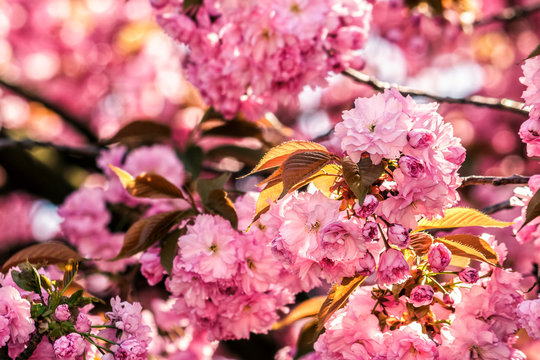 pink blossomed sakura flowers