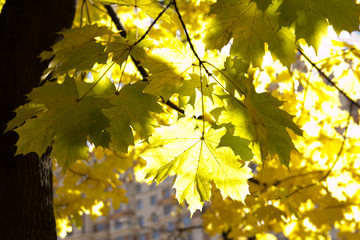 yellow autumn leaves , October, November, top view as the background, or the background, based