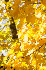 yellow autumn leaves , October, November, top view as the background, or the background, based