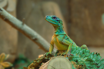 Lizard resting in a wood log