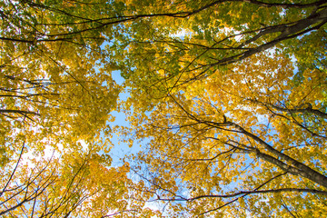 yellow autumn leaves , October, November, top view as the background, or the background, based