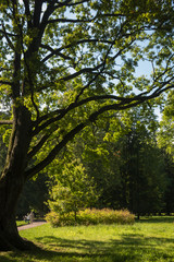 Fototapeta na wymiar Old oak in the park