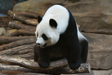 panda