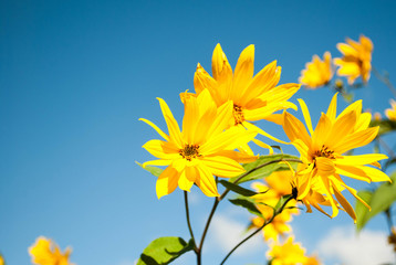 Yellow flowers - helianthus rigidus - closeup on the blue sky background. One of many species of sunflowers. Autumn blossom