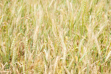 Wheat field
