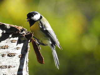 Parus major