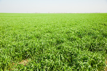 Winter wheat seedlings