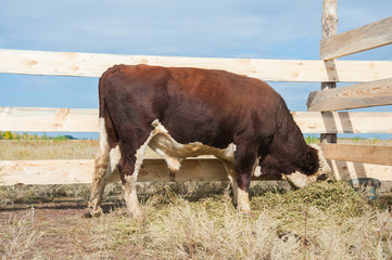 Bull in the paddock
