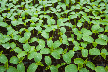 Young plants in greenhouse