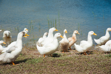 Domestic ducks on a pond