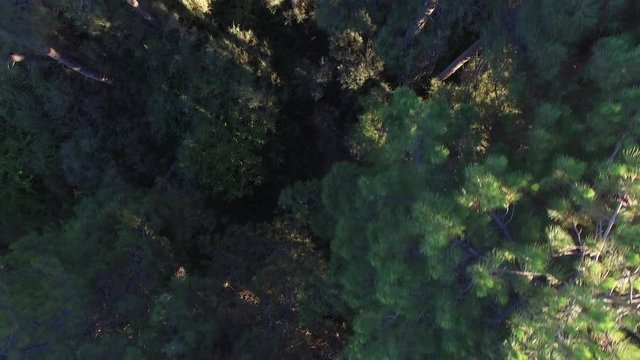 Flying over pine tree