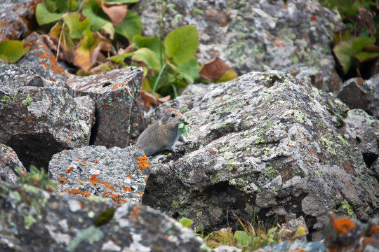 Young pika feeds on grass among the rocks in Tien-Shan