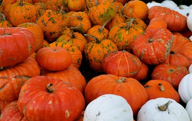 Pumpkins / A variety of pumpkins welcoming the Fall Season.