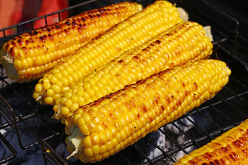 Cooked corn cobs on barbecue grill