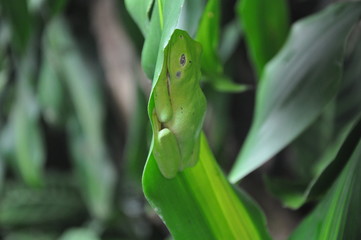 Lemur Leaf Frog, Costa Rica