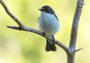 European pied flycatcher,