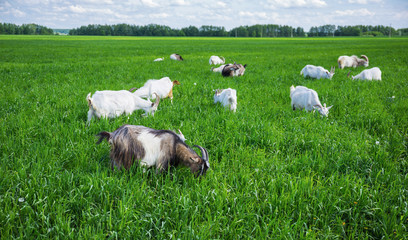 Herd of goats on a pasture