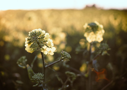 Canola 1