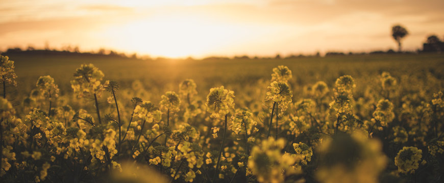 Canola 2