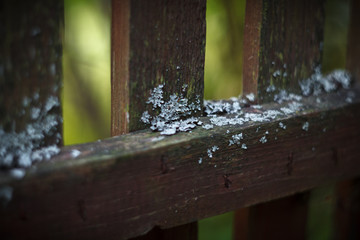 Lichen (Parmelia Sulcata) on the old wooden fence