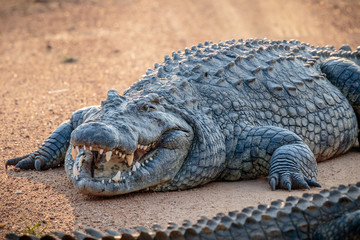 Crocodile lying on safari game trail