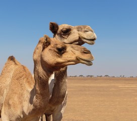 camels in the desert