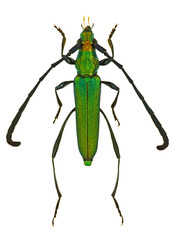 Closteromerus claviger, an African longhorn beetle