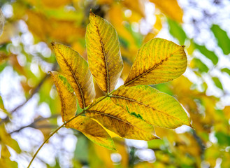 walnut-tree autumn leaf