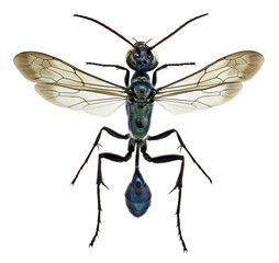 mud wasp Chalybion bengalense, an alien species invading Europe