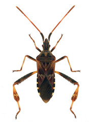 western conifer seed bug (Leptoglossus occidentalis)