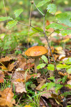 Forest Mushroom orange-cap Boletus (Leccinum aurantiacum) In the Autumn Forest. Front View Closeup