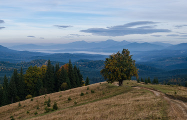 Autumn landscape with a lonely tree and distant mountains on the background