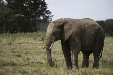 Naklejka premium African Elephant, South Africa, Knysna Elephant Park