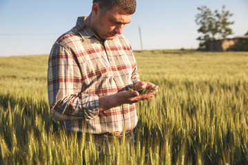 Farmer in a field examining wheat crop.