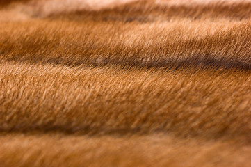  mink fur