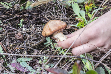 Female hands hold the mushrooms