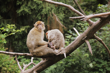 Naklejka na ściany i meble singes macaques de Barbarie