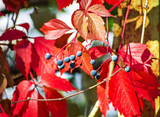 autumn leaves, nature background, abstract
